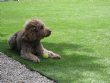 Dog enjoying the Artificial Grass